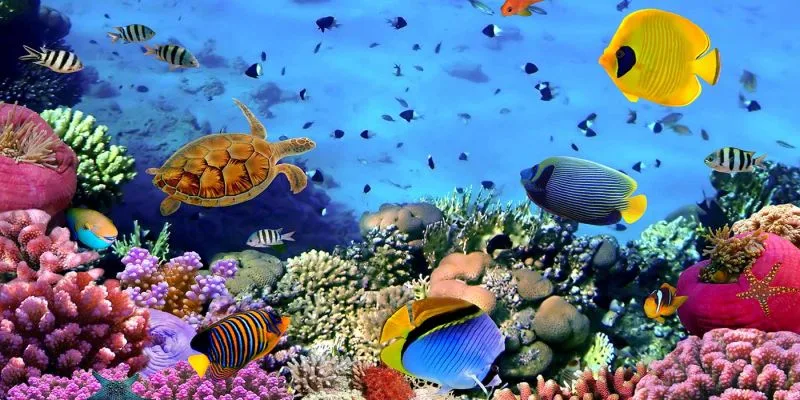 Scuba diving Hurghada 